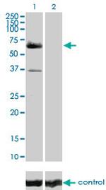 RAF1 Antibody in Western Blot (WB)