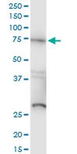 RAF1 Antibody in Western Blot (WB)