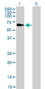 RAF1 Antibody in Western Blot (WB)