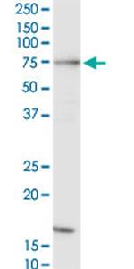 RAF1 Antibody in Western Blot (WB)