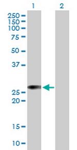 RALB Antibody in Western Blot (WB)