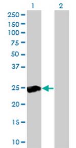 RALB Antibody in Western Blot (WB)