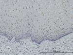 RARA Antibody in Immunohistochemistry (Paraffin) (IHC (P))