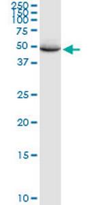 RBBP4 Antibody in Western Blot (WB)