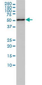 RBBP4 Antibody in Western Blot (WB)