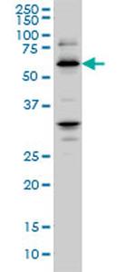 RBBP4 Antibody in Western Blot (WB)