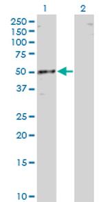 RBMS1 Antibody in Western Blot (WB)