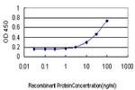 RBP4 Antibody in ELISA (ELISA)