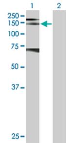 RET Antibody in Western Blot (WB)