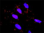 RET Antibody in Proximity Ligation Assay (PLA) (PLA)