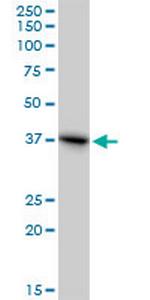 RFC4 Antibody in Western Blot (WB)