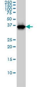 RFC4 Antibody in Western Blot (WB)