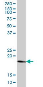 RHEB Antibody in Western Blot (WB)