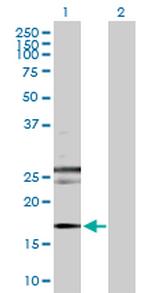 RHEB Antibody in Western Blot (WB)