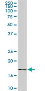 RHEB Antibody in Western Blot (WB)