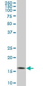 RHEB Antibody in Western Blot (WB)