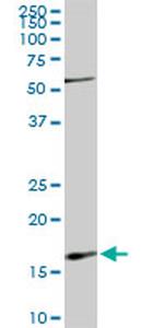 RHEB Antibody in Western Blot (WB)