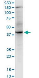 RNF2 Antibody in Western Blot (WB)