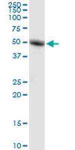 RORC Antibody in Western Blot (WB)