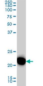 RRAS Antibody in Western Blot (WB)