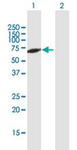 RXRA Antibody in Western Blot (WB)