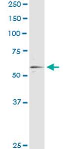 RXRA Antibody in Immunoprecipitation (IP)