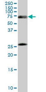 RXRA Antibody in Western Blot (WB)