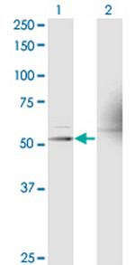 RXRA Antibody in Western Blot (WB)