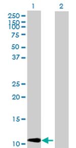 CCL2 Antibody in Western Blot (WB)