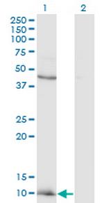 CCL2 Antibody in Western Blot (WB)