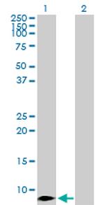 CCL4 Antibody in Western Blot (WB)