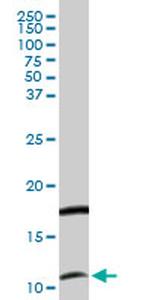 CXCL11 Antibody in Western Blot (WB)