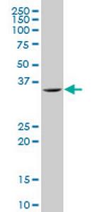 SNAI2 Antibody in Western Blot (WB)