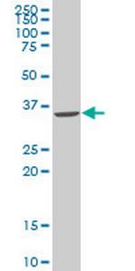 SNAI2 Antibody in Western Blot (WB)