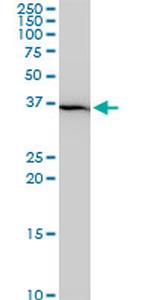 SNAI2 Antibody in Western Blot (WB)