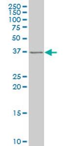 SNAI2 Antibody in Western Blot (WB)