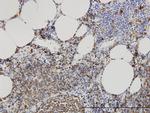 SMPD2 Antibody in Immunohistochemistry (Paraffin) (IHC (P))