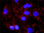 SNCA Antibody in Proximity Ligation Assay (PLA) (PLA)