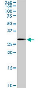 SOX15 Antibody in Western Blot (WB)