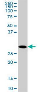 SOX15 Antibody in Western Blot (WB)