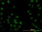 SP1 Antibody in Immunocytochemistry (ICC/IF)