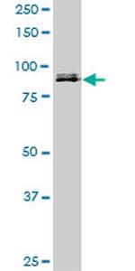 SP1 Antibody in Western Blot (WB)