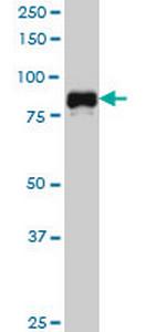 SP1 Antibody in Western Blot (WB)