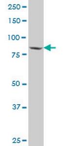 SP1 Antibody in Western Blot (WB)