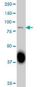 SP3 Antibody in Western Blot (WB)