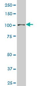 SP3 Antibody in Western Blot (WB)