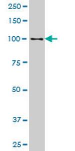 SP3 Antibody in Western Blot (WB)