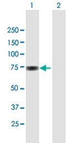 SP100 Antibody in Western Blot (WB)