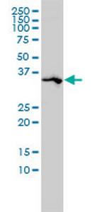 SPARC Antibody in Western Blot (WB)