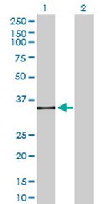 SPI1 Antibody in Western Blot (WB)